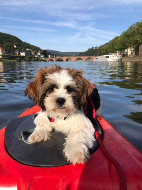 Heidelberg: 2-Hour Kayak Tour - Is Two Hours the Right Length?