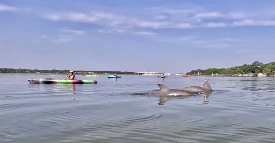 Hilton Head: 2-Hour Kayak Dolphin Nature Tour - Starting at 18 Simmons Road