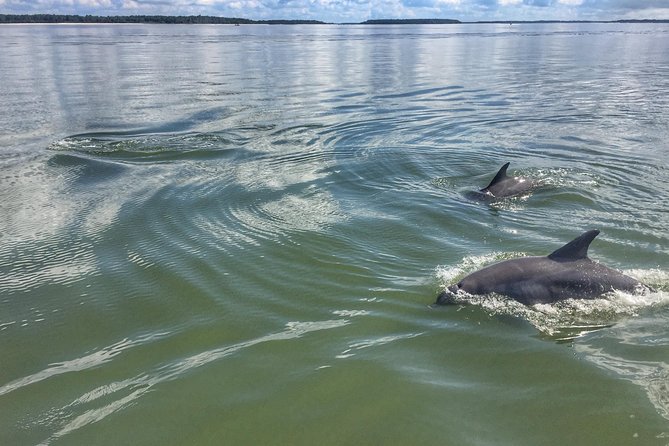 Hilton Head Guided Kayak Eco Tour - Who should book this Hilton Head kayak tour?