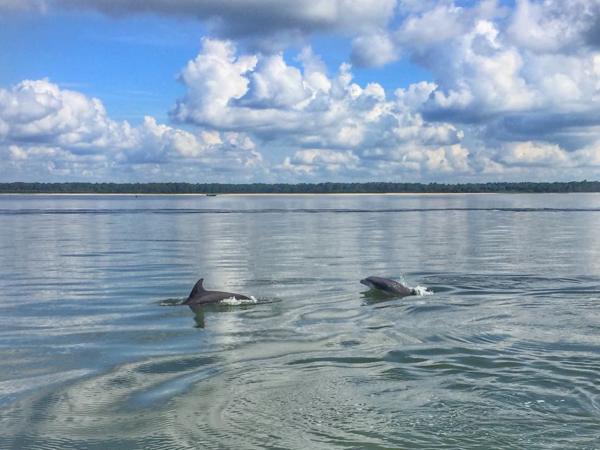 Hilton Head Island: 1.5-Hour Guided Small-Group Kayak Tour - Broad Creek and the Lowcountry marsh