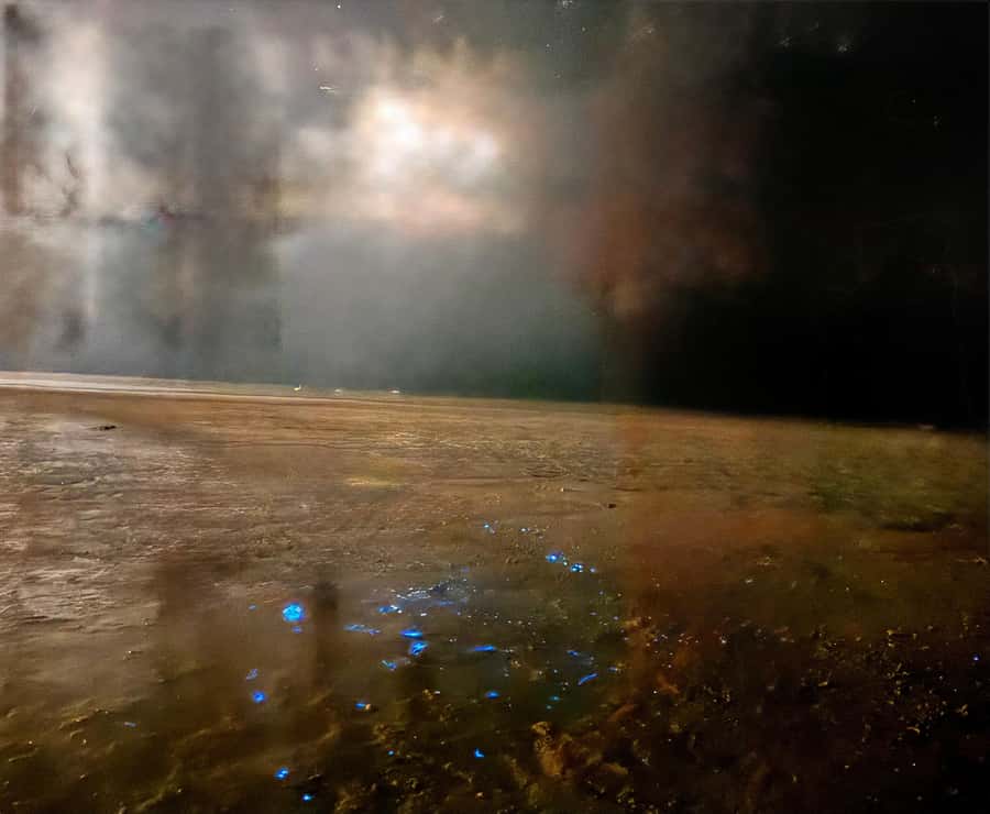 Holbox: Bioluminescence by Kayak and Stargazing. - Guides, group comfort, and the overall mood