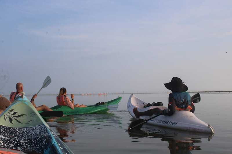 Holbox: Guided Sunrise/Sunset Kayak Tour by Mangrove Reserve - Wildlife: flamingos, crocodiles, and plenty of maybes