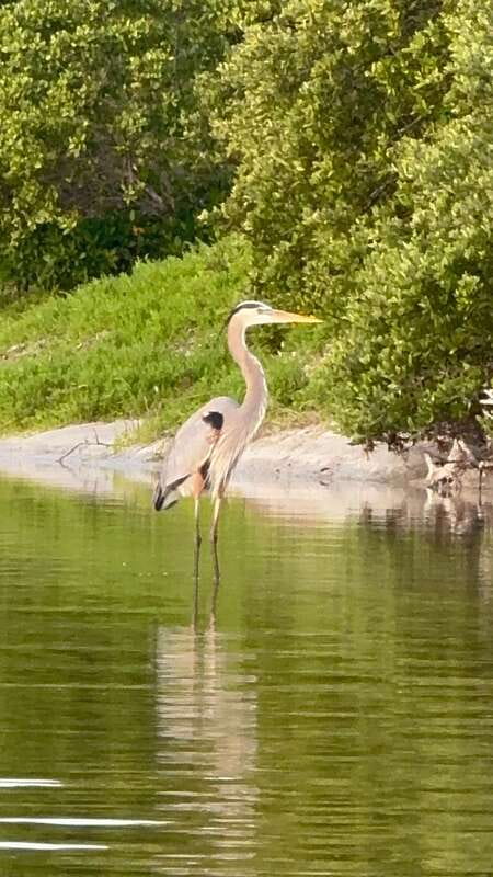 Holbox: Mangrove Sunset Kayak Tour - Who should book this tour