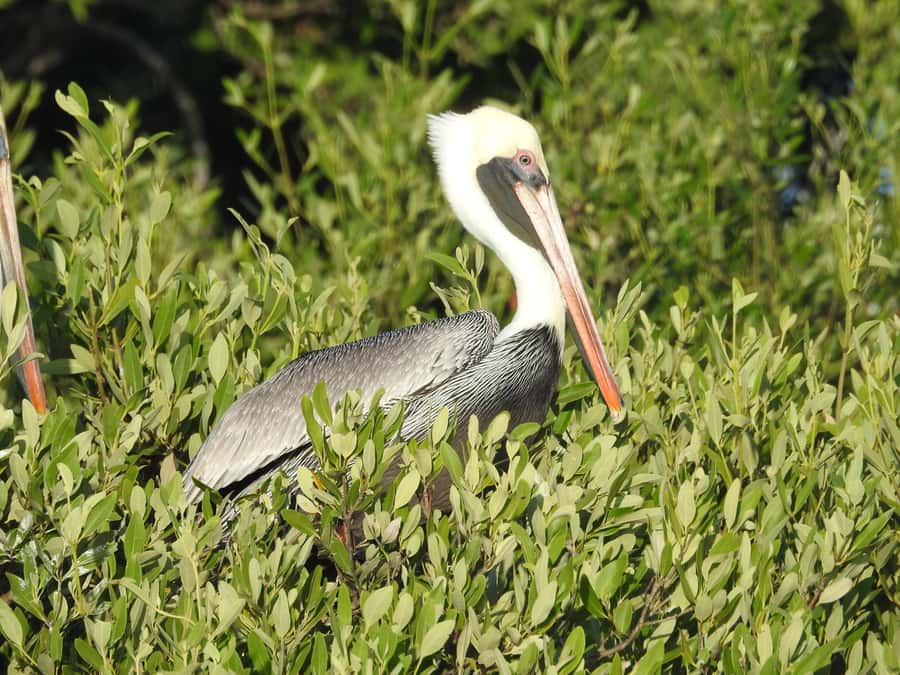 Holbox: Sunrise Kayak Tour through the Mangroves - Starting before the island wakes up