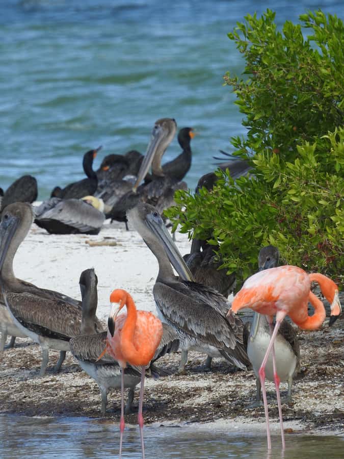 Holbox: Sunrise Kayak Tour through the Mangroves - Two hours along the Río Kuka