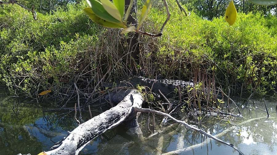 Holbox: Sunrise Kayak Tour through the Mangroves - What cenote Yalahau adds