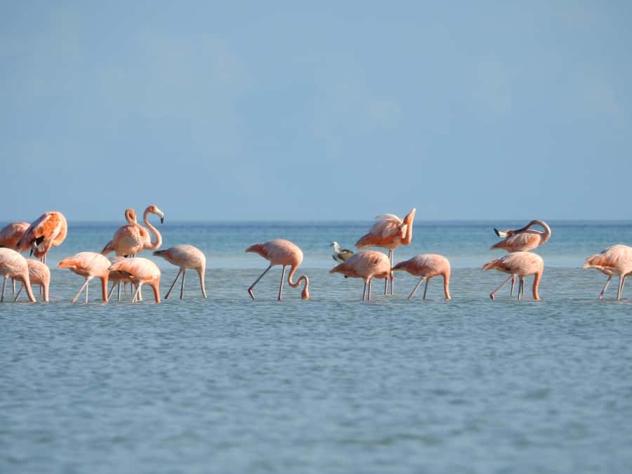 Holbox: Sunrise Kayak Tour through the Mangroves - How the $58 price measures up