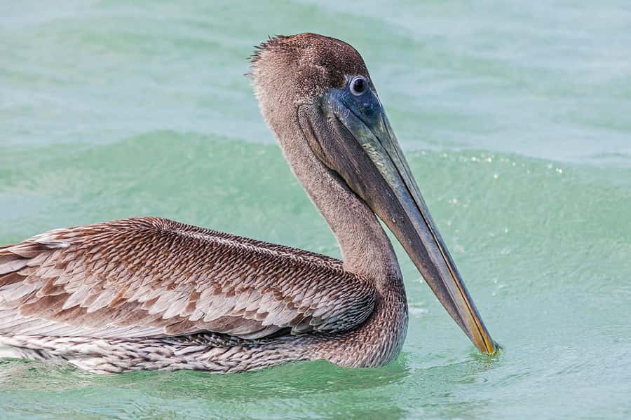 Holbox: Sunrise Kayak Tour through the Mangroves - The return paddle and what it feels like