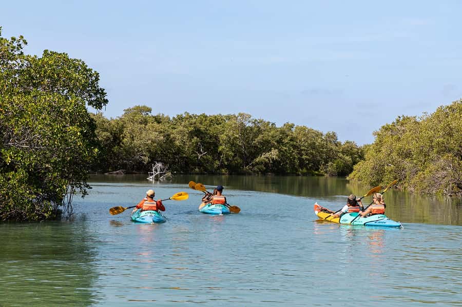 Holbox: Sunrise Kayak Tour through the Mangroves - What to bring and what not to do