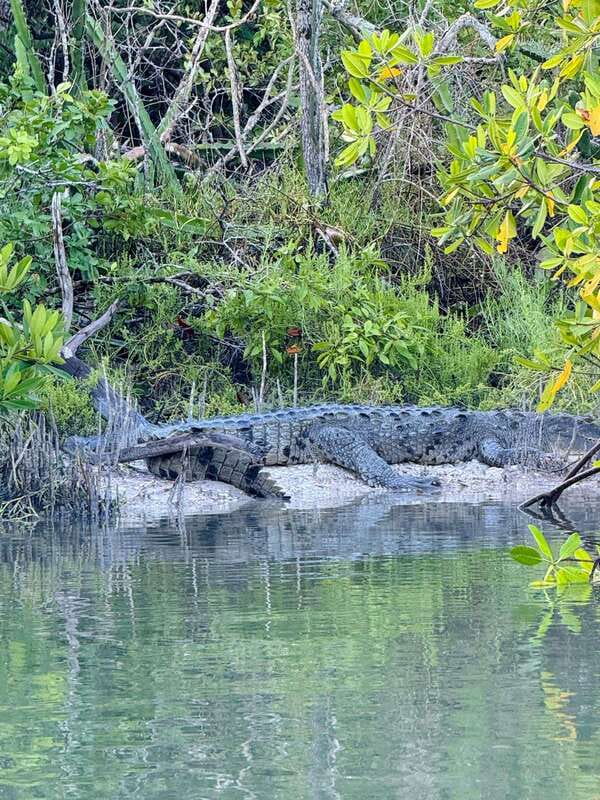 Holbox: Sunrise & Mangrove Kayak Tour - Key Points to Know Before You Go
