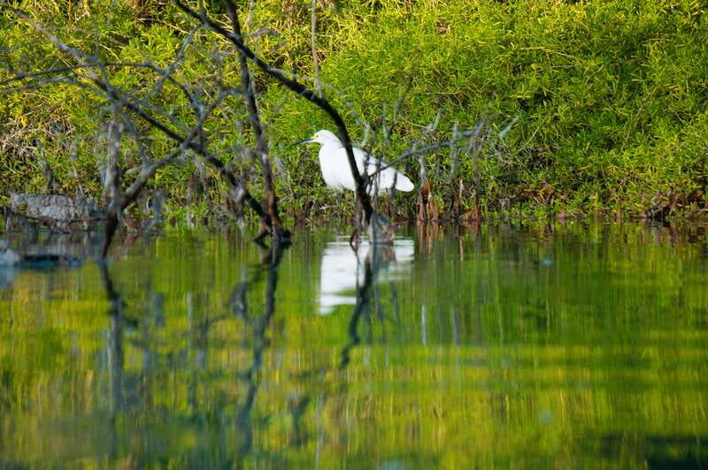Holbox: Sunrise & Mangrove Kayak Tour - How Hard Is the Paddling?