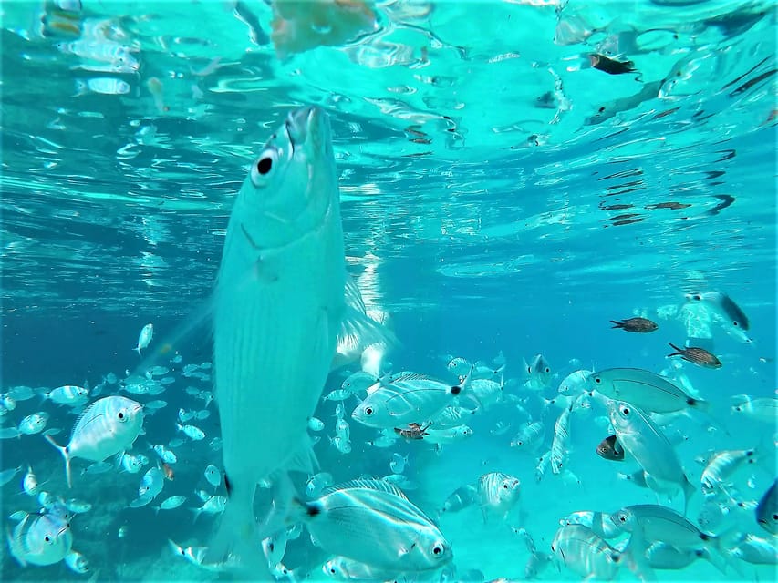 Ibiza: Snorkeling and SUP Paddle, Beach and Cave Tour - Cala Comte: shallow water and an easier swim