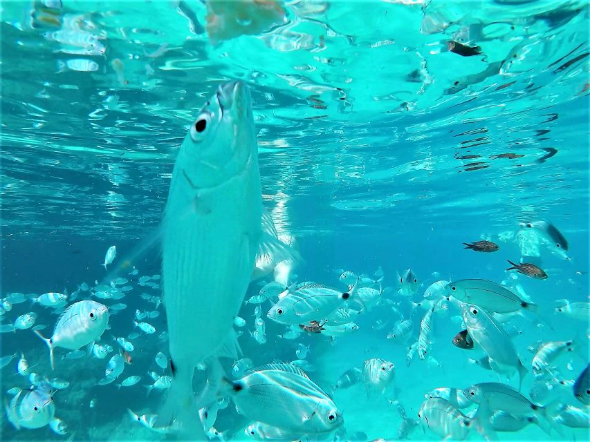 Ibiza: Snorkeling and SUP Paddle, Beach and Cave Tour - Who will enjoy this Ibiza boat tour most?