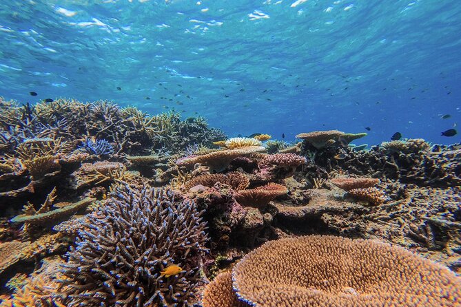 Iriomote Island 1-Day Snorkeling & Mangrove SUP or Canoe - The break between activities