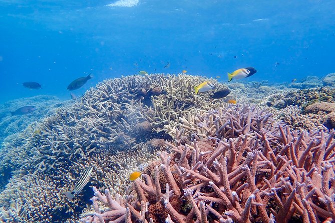 Iriomote Island 1-Day Snorkeling & Mangrove SUP or Canoe - Weather, tides, and safety rules