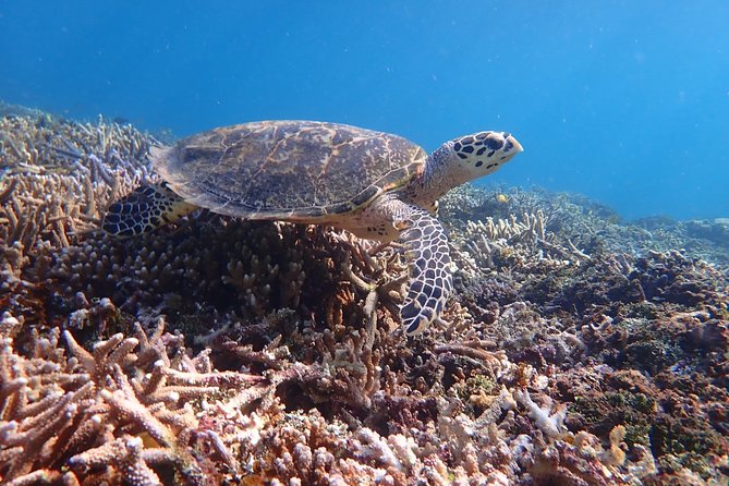 Iriomote Island 1-Day Snorkeling & Mangrove SUP or Canoe - Booking details, cancellation, and final value