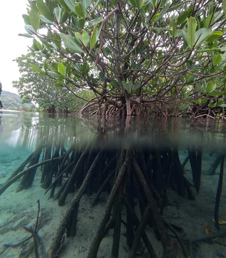 Iriomote island: Mangrove River SUP or Canoe Cruising Tour - Who should book this canoe tour?
