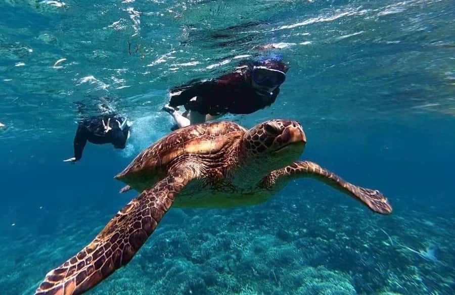 Iriomote Mangrove SUP and Snorkeling at Coral island - Why Iriomote makes this six-hour trip special