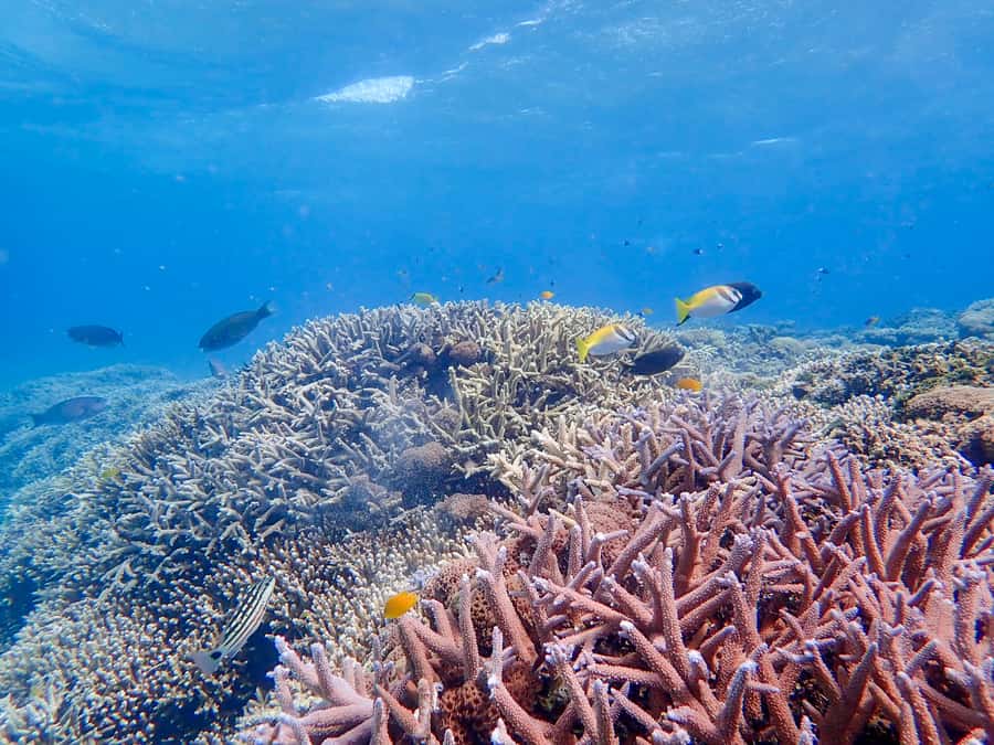 Iriomote Mangrove SUP and Snorkeling at Coral island - SUP through Iriomote’s mangrove river