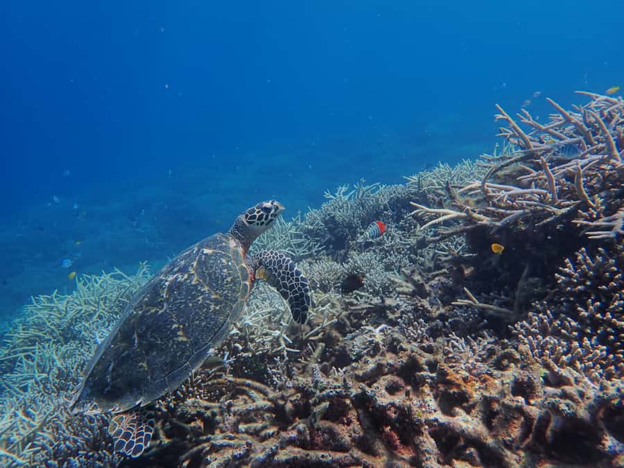 Iriomote Mangrove SUP and Snorkeling at Coral island - How the weather and tides shape your day