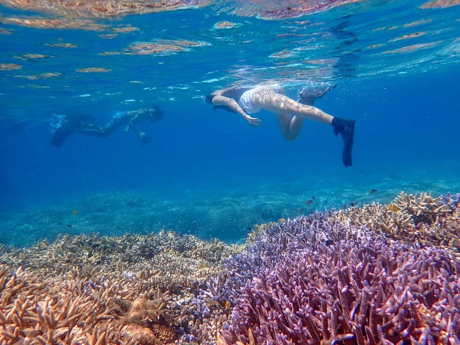 Iriomote Mangrove SUP and Snorkeling at Coral island - Safety rules, age limits, and comfort