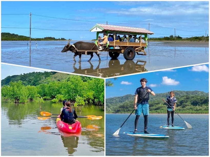 Iriomote: Mangrove SUP or Canoe and Yubujima sightseeing - Why the sheltered river suits first-time paddlers