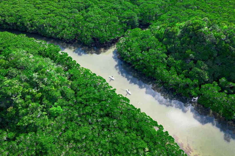 Ishigaki:Mangrove&Sea SUP/Kayak Tour with SLR&Drone footage - Starting at Fukitō Bridge Parking Lot
