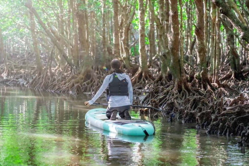 Ishigaki:Mangrove&Sea SUP/Kayak Tour with SLR&Drone footage - What the photography package is really worth