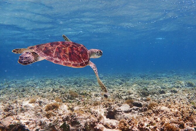 [Ishigaki]Mangrove SUP/Canoe + Blue Cave Snorkeling - What the Blue Cave portion really offers