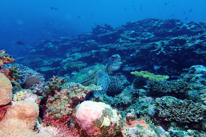 [Ishigaki]Mangrove SUP/Canoe + Blue Cave Snorkeling - Guides, language, and the human side of the tour