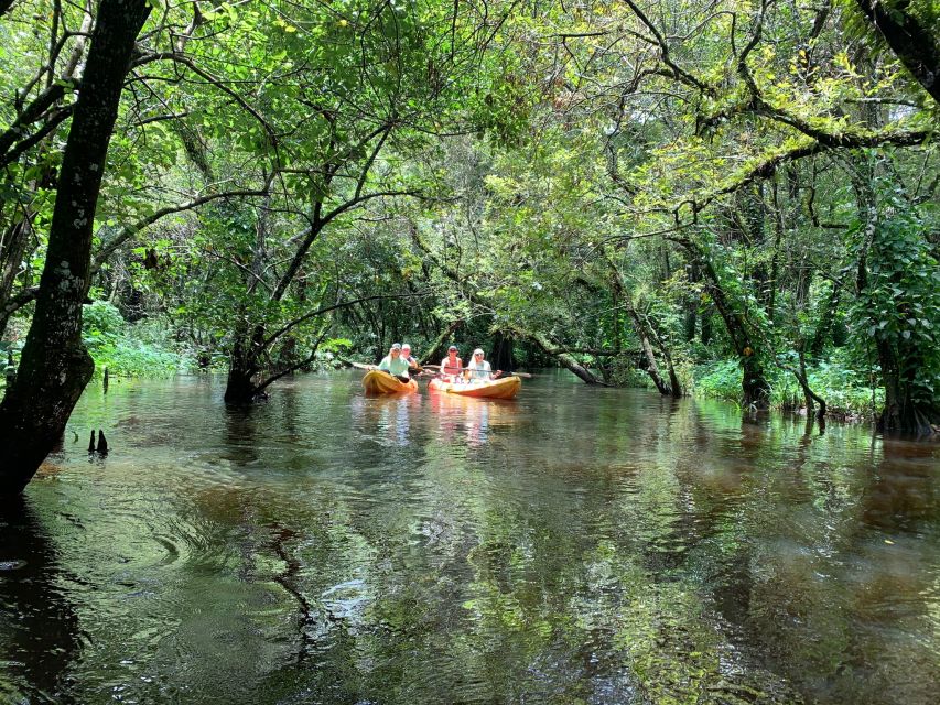 Jupiter: Wild and Scenic Loxahatchee River Kayak Tour - What the guide adds to a quiet paddle