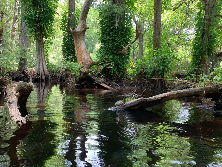 Jupiter: Wild and Scenic Loxahatchee River Kayak Tour - Why the scenery feels different from ordinary Jupiter