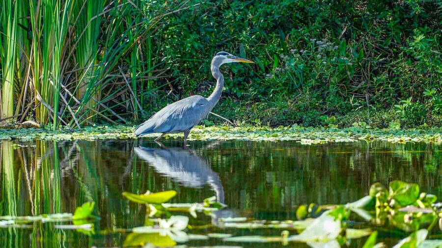 Jupiter: Wild and Scenic Loxahatchee River Kayak Tour - Is $69 a fair price?
