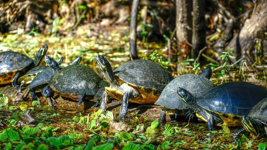 Jupiter: Wild and Scenic Loxahatchee River Kayak Tour - Simple ways to prepare for the launch