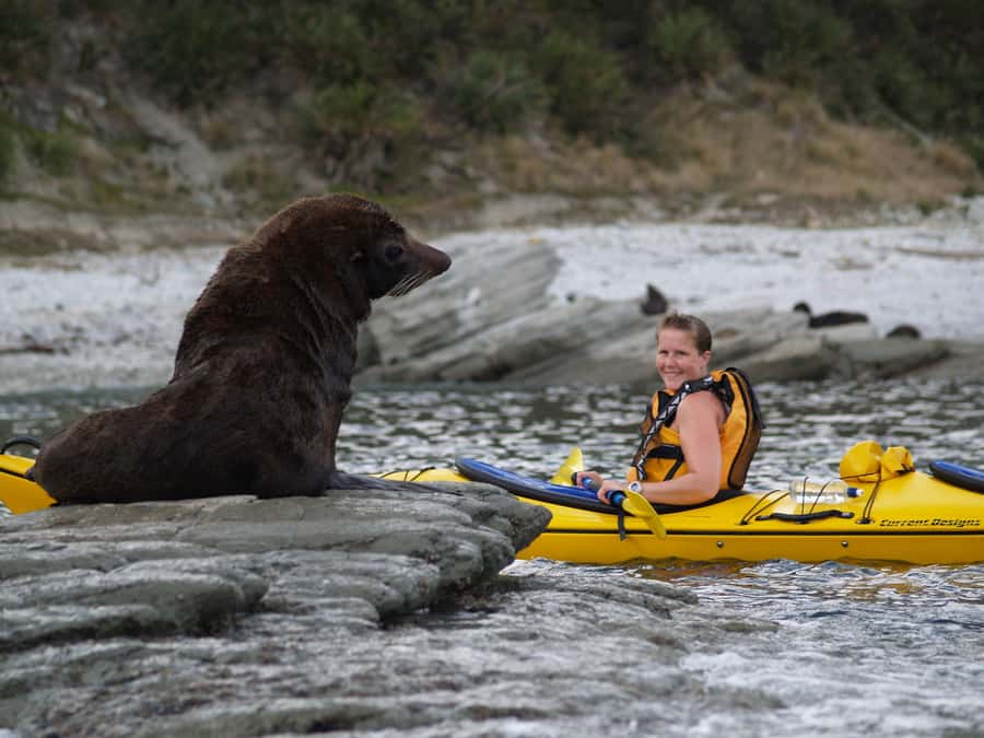 Kaikoura: Half-Day Wildlife Kayaking Tour - Starting in Kaikoura with a proper safety briefing