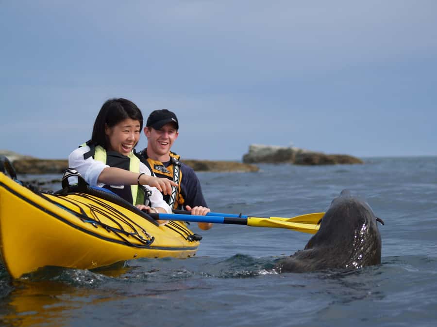 Kaikoura: Half-Day Wildlife Kayaking Tour - Meeting Kaikoura’s fur seals up close