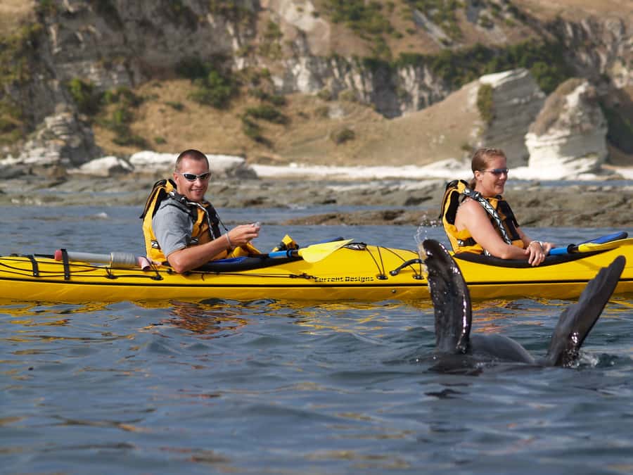 Kaikoura: Half-Day Wildlife Kayaking Tour - Searching for dolphins, penguins, and other sea life