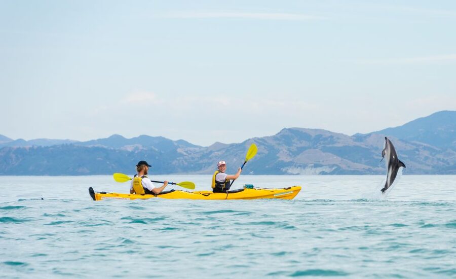 Kaikoura: Half-Day Wildlife Kayaking Tour - Clothing, weather, and comfort on the water