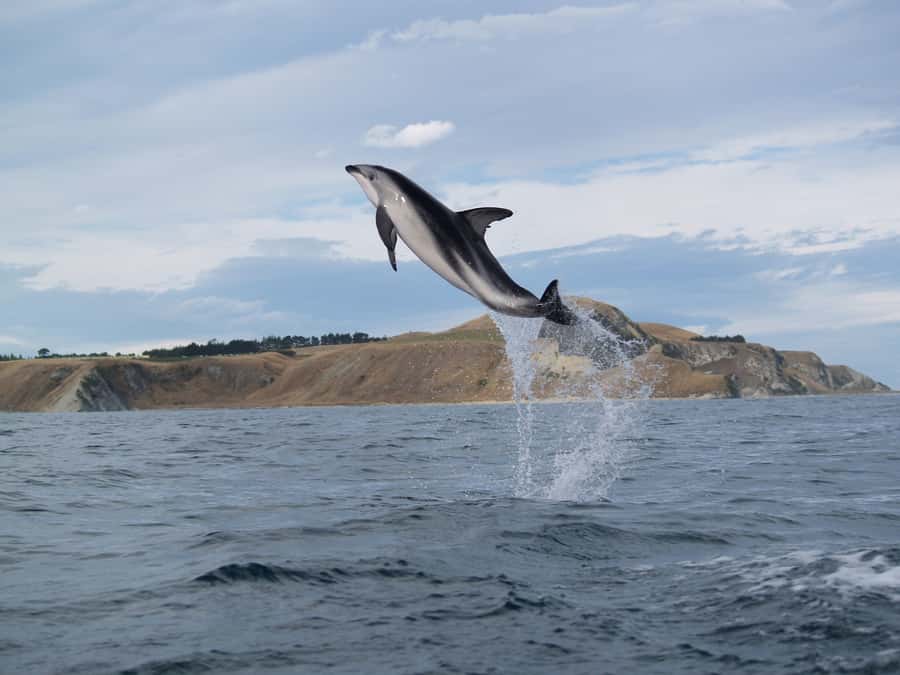 Kaikoura: Half-Day Wildlife Kayaking Tour - Is $95 a fair price?