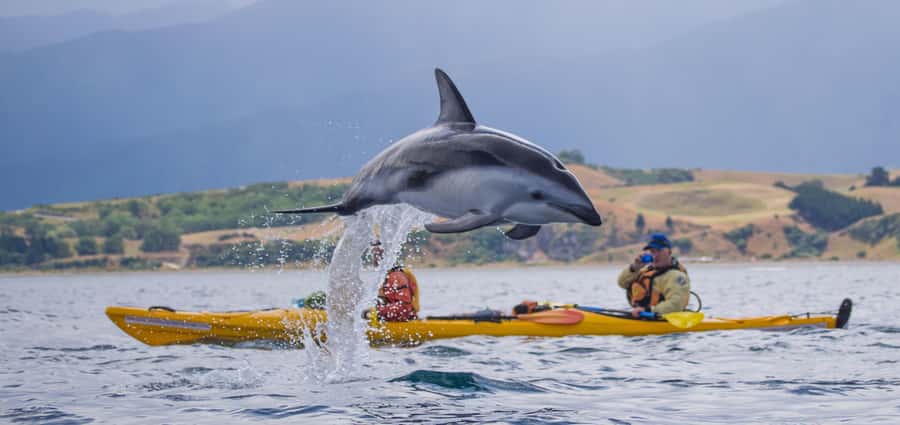 Kaikoura: Half-Day Wildlife Kayaking Tour - The first paddle along the Kaikoura coast