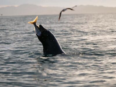 Kayak Sunset Tour with Seal Sightings