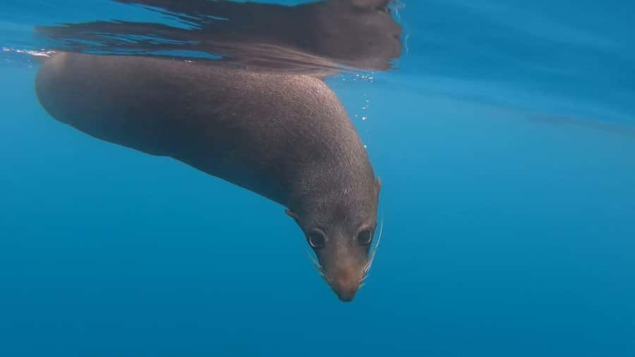 Kaikōura: Kayak Sunset Tour with Seal Sightings - What the $83 price includes