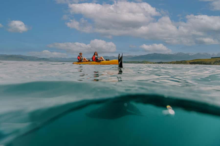 Kaikoura: Seal-Watching Pedal Kayak Tour - Six things to know before you book