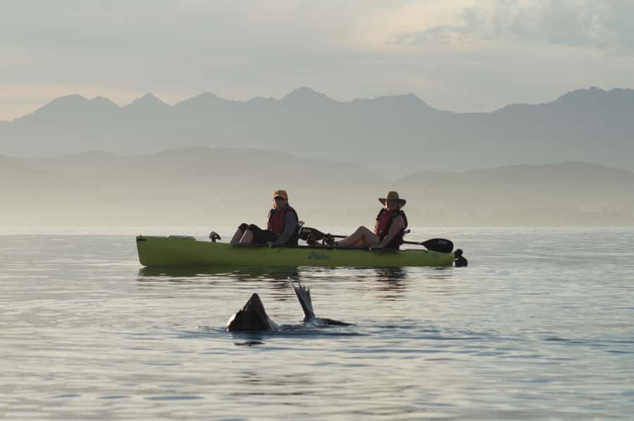 Kaikoura: Seal-Watching Pedal Kayak Tour - Why pedal kayaks work so well on Kaikoura’s coast