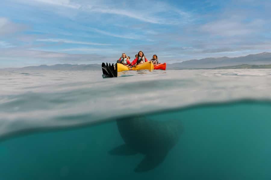 Kaikoura: Seal-Watching Pedal Kayak Tour - The 15-minute safety briefing and launch