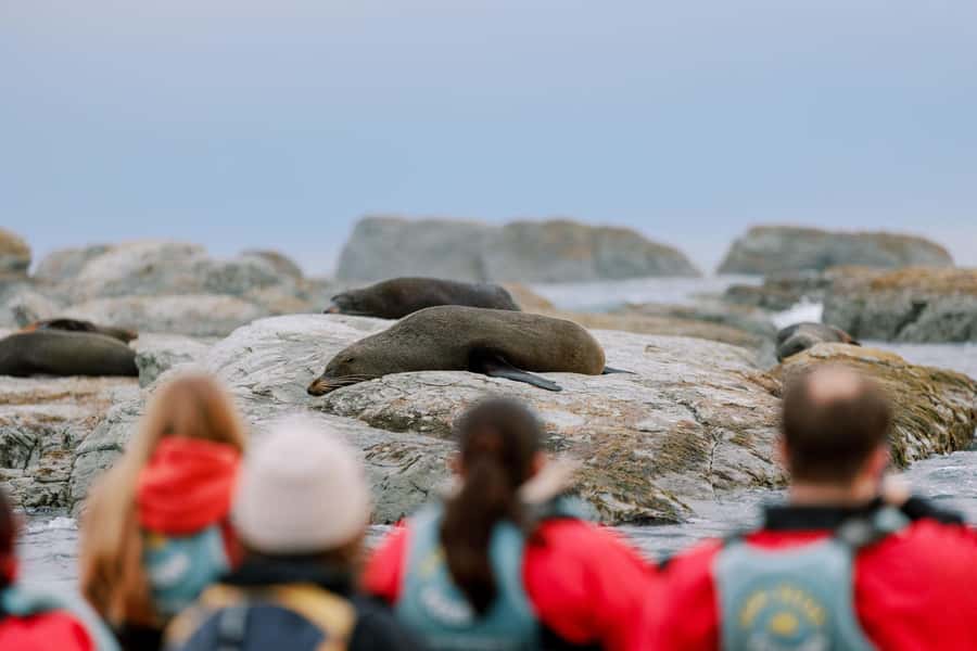 Kaikoura: Seal-Watching Pedal Kayak Tour - Around Kaikoura Peninsula with seals at water level