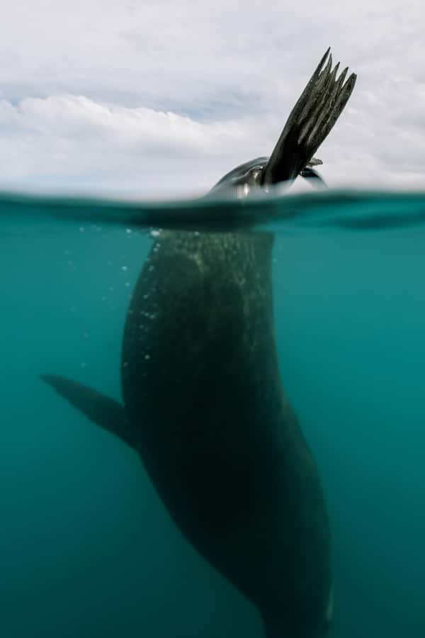 Kaikoura: Seal-Watching Pedal Kayak Tour - Photos without sacrificing your view