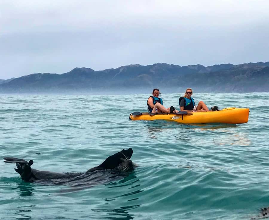 Kaikoura: Seal-Watching Pedal Kayak Tour - Who will enjoy this, and who may not