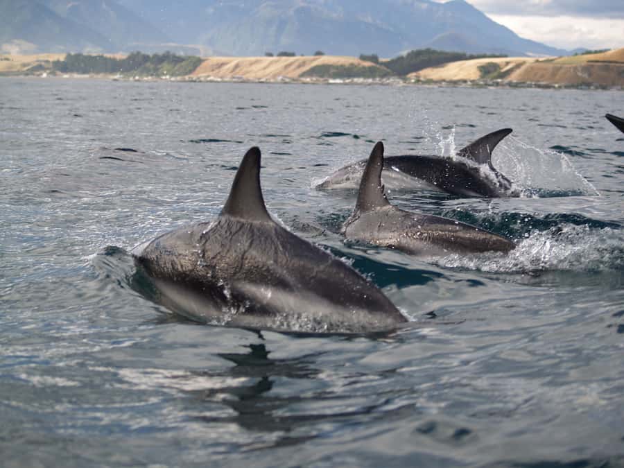 Kaikoura: Sunset Evening Kayaking Tour - Launching into the Kaikoura Peninsula