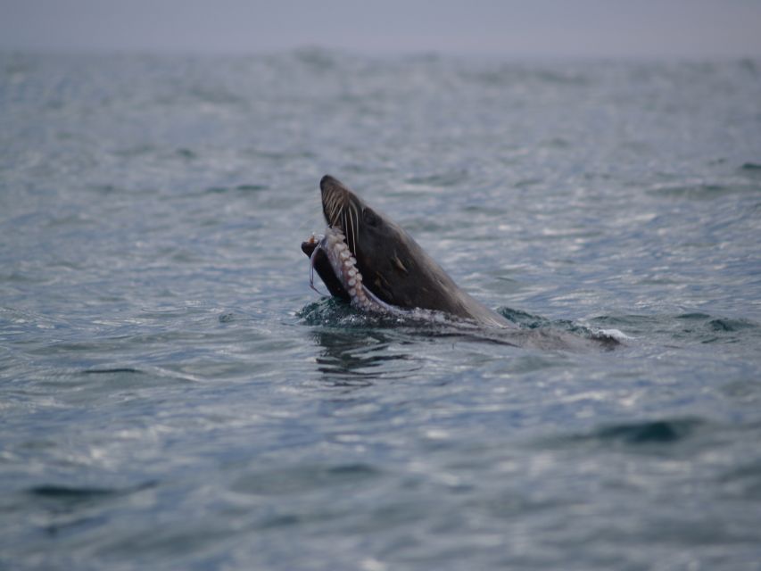 Kaikoura: Sunset Evening Kayaking Tour - Who should book this kayak tour?